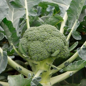 Broccoli Di Ciccio 400 seeds Heirloom Winter vegetable garden Brassicaceae - Picture 1 of 5