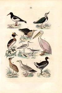 1861 MARTIN HC HOLZGRAVUR. Avocet, Austernfänger, Pelikan, Schoßflügel, Ruff, Seeschwalbe - Bild 1 von 3