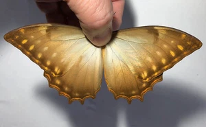 MORPHO THESEUS YARITANUS*** macho Nº 1 **** Venezuela (papelado-no fijado) - Imagen 1 de 2