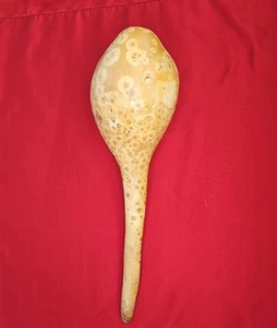 Maraca Shaker Gourd Native Kenya Rattle Traditional Instrument African Music 18" - Picture 1 of 6