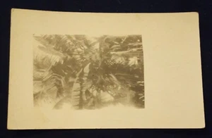 POSTAL FOTO RPPC De Colección Sin Guión con Palmera Foto en B/W - Imagen 1 de 3