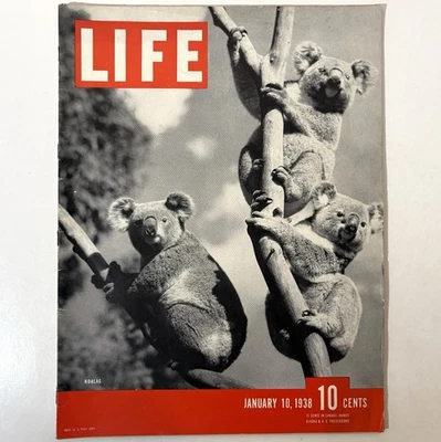 Life Magazine Vintage January 10 1938 Koalas Koala Park Sydney Austraila Issue - Image 1 of 4