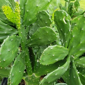 3 Fresh Pads Edible Prickly Pear Cactus Opuntia Ficus Perennial Beautiful Bloomb - Picture 1 of 2