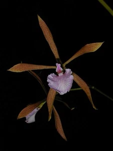 Encyclia bractescens - Picture 1 of 3