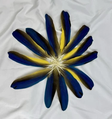 "Lote de 12 plumas guacamayo azul/amarillo 9""-8-1/4""" Foto 1 de 4