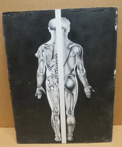 ANATOMIE gouache en grisaille sur fond noir étude anatomique humaine - Picture 1 of 1