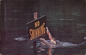 Homosassa Springs,FL 'Gator 1969 Citrus County Florida Postcard - Picture 1 of 2