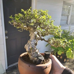 OLD RARE water jasmin ( small leaves, white flower) - Picture 1 of 7