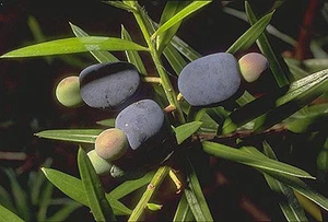 PLUM PINE - PODOCARPUS ELATUS - RAINFOREST BUSH TUCKER - Picture 1 of 2