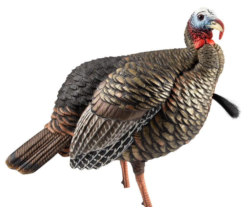 Avian X AVXAVX8105 HDR Jake Turkey Decoy Multi Color - Image 1 of 1