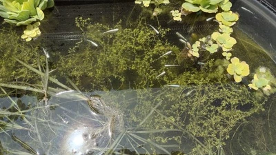 7 Platinum Miyuki Medaka Rice Fish - Homebred - Easy & Hardy - Image 1 of 4