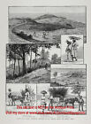 Barbados, West Indies, Sugar Cane & Fig Industry, Large 1880s Antique Print