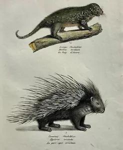 1824 Porcupine Histrix - K.J. Brodtmann hand colored FOLIO lithograph - Picture 1 of 4