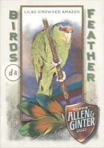 Amazonas corona lila - Birds of a Feather 2021 Topps Allen & Ginter #BOF-5 - Imagen 1 de 2