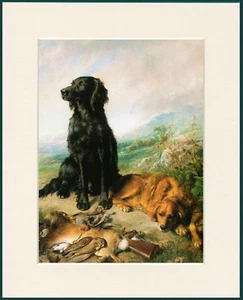 FLAT COATED RETRIEVER AND GOLDEN RETRIEVER DOG PRINT MOUNTED READY TO FRAME - Picture 1 of 1