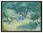 Vincent Van Gogh - Oliven-Feld, Cadre Profilé