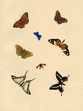 Louisa Hare, Sheet of Butterfly Studies – Original c.1832 watercolour painting