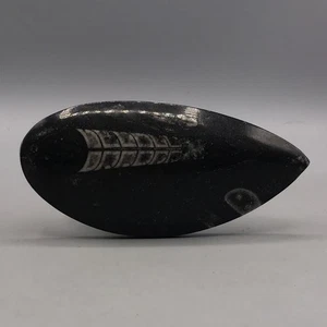 Echter polierter Fossil Tellerstein Briefbeschwerer - Bild 1 von 2