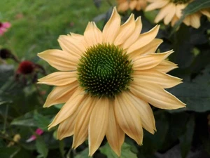 Sonnenhut * gelb * Echinacea * 20 * Blumensamen * handverlesen - Bild 1 von 3