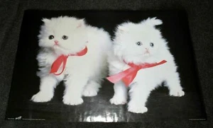 Póster de tendencias blanco esponjoso de gatitos años 90 cinta roja lindo gato gemelo Canadá bien - Imagen 1 de 1