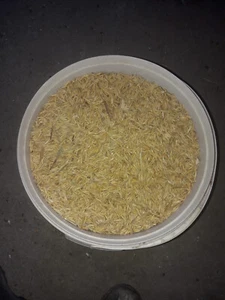 2kg Hafer ganzes Korn ab Erntemaschine 2025 Preis /Kg 0,95 € Neue Ernte Daboshop - Bild 1 von 1