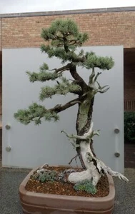 BONSAI COLORADO BLUE SPRUCE -blue needles 25 seeds Bonsai photo in description - Picture 1 of 1