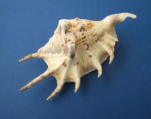 Lambis lambis Caracol Caracol Marino Caracol Ala Decoración Marítima - Imagen 1 de 8