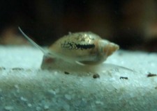 Blasenschnecken günstig kaufen eBay