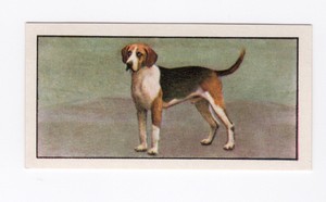 Barbers Tea Dog Card 1961. #13 Foxhound