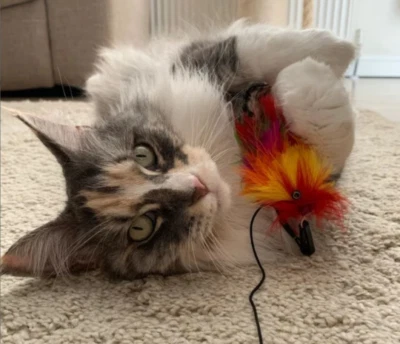 TIGA TOYS Cat toy Feather colourful Cat Toy soft Mardi Gras chase teaser kitten handmade