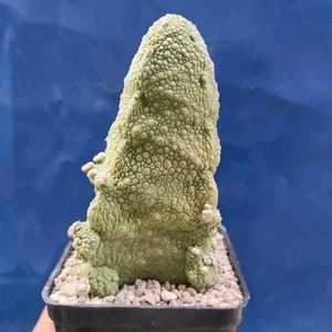 Pseudolithos Cubiformis "ADULT PLANT" POT 8 CM On its own root Rare!!! - Imagen 1 de 9