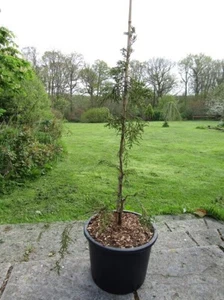 Fitzroya cupressoides, patagonian cypress, 20L 90-100cm EXACT ITEM MAIN PHOTO - Picture 1 of 1