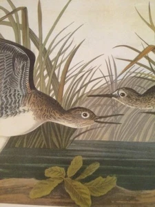 Solitary Sandpiper Audubon Bird Print Picture Poster Plate 164 - Picture 1 of 6