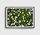 White Daisy Print, Daisy Field Wall Art, Flowers Framed Flower Wall Art, Floral