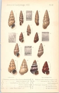 Original 1912 Antique Colored Print - Various Sea Shells - Picture 1 of 1