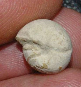 Prionoceras divisum - amonoide devónico raro, goniatitis - Imagen 1 de 2