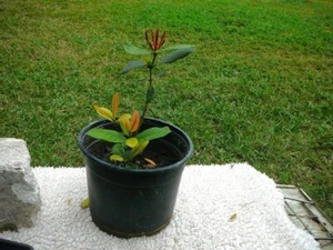 Ixora Shrub - Picture 1 of 2