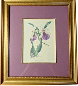 S. Holden Framed Lithograph Botanical Print – Miltonia Spectabilis Orchid - Picture 1 of 3