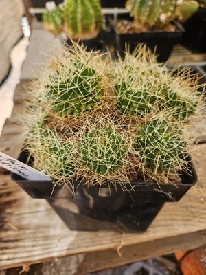 Mammillaria camptotricha, shown in a 5.25" pot, over 12 heads - Image 1 of 4