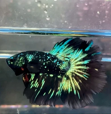 Pez Betta Vivo MEDIA LUNA Grado Masculino Premium (R) Vendedor de EE. UU. EDICIÓN RARA Foto 1 de 2