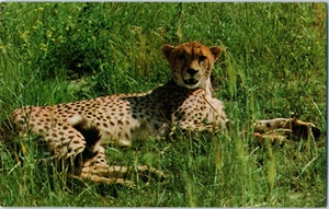 The Cheetah Is The Fastest Animal On Earth Postcard - Picture 1 of 2
