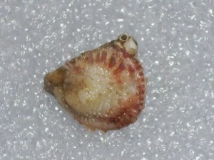 CHAMA GRYPHOIDES PURPLE SPINES - Picture 1 of 2