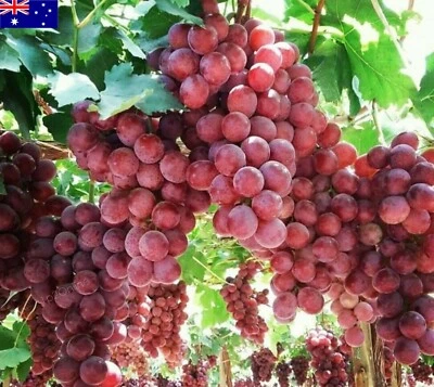 50 Red Globe Grape Seeds Large  Holiday Seed Tree Vine RARE grape Big Fruit Wine - Image 1 of 4