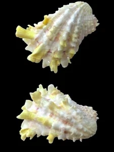 Carditidae, Cardita crassicosta, Pilas Isl., Philippines, 54,6 mm, DELICIOUS - Imagen 1 de 1