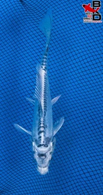 6" KIKOKURYU GHOST Peces Koi Vivos Jardín Estanque 11/6 Foto 1 de 4