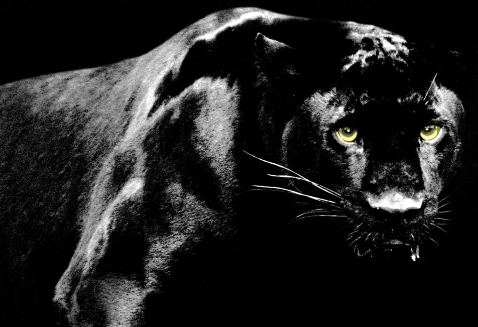 Black Panther Poster, Big Cat, Panther, Jaguar, Leopard  - Image 1 of 4
