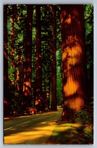 Postcard The Redwood Highway California c1950 Winding Giants 35-Story - Picture 1 of 2