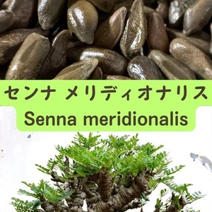 Senna meridionalis seeds50/100/200/500pcs - Picture 1 of 1