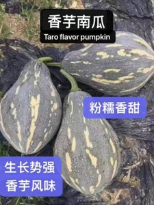 12PCs sweet taro flavor pumpkin seeds 12粒香芋风味南瓜种子 2023年新种子 - Picture 1 of 5