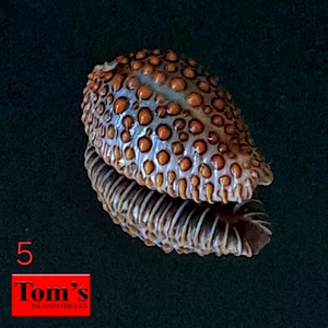 Cypraea Jenneria Pustulata #5 21,3 mm ¡GRANDE! EXQUISITA BELLEZA de Panamá - Imagen 1 de 10